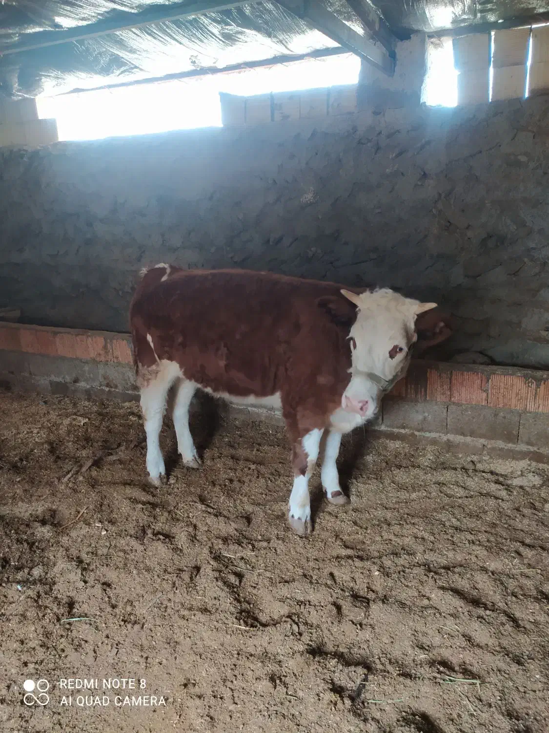 گوساله گاو|حیوانات مزرعه|راز وجرگلان, |دیوار