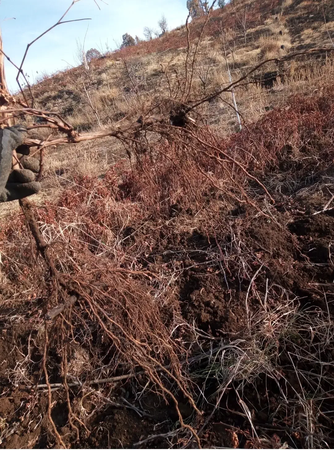 فروش نهال یک ساله|خدمات باغبانی و درختکاری|خاو و میرآباد, |دیوار