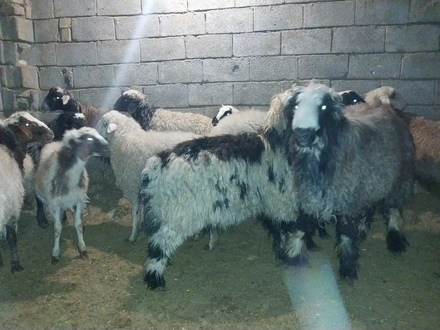 بره نر|حیوانات مزرعه|اراک, |دیوار