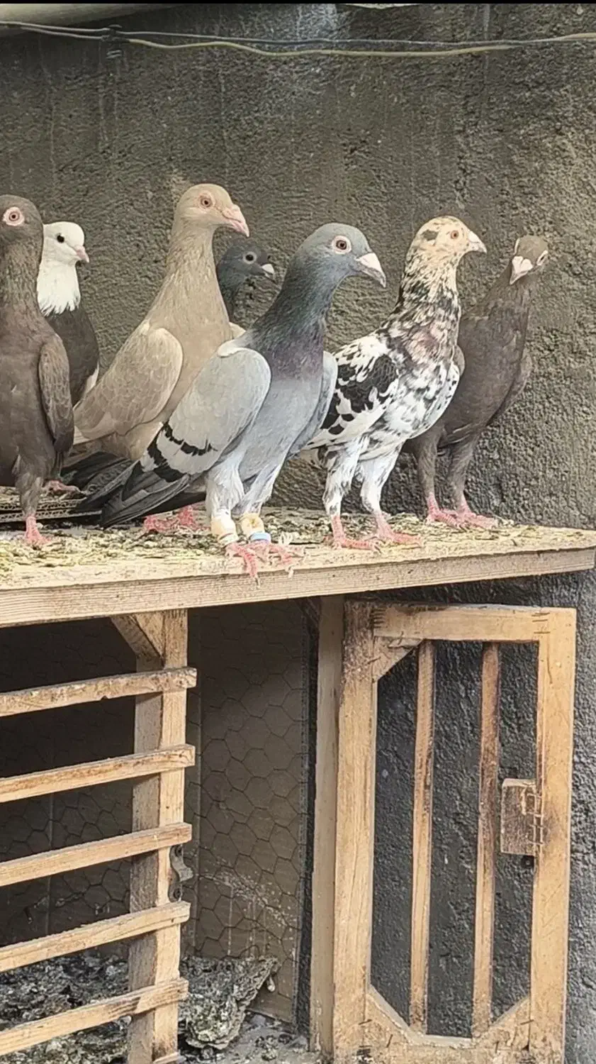 کبود ماده ،جوجه زرد هفترنگ|پرنده|قزوین, |دیوار