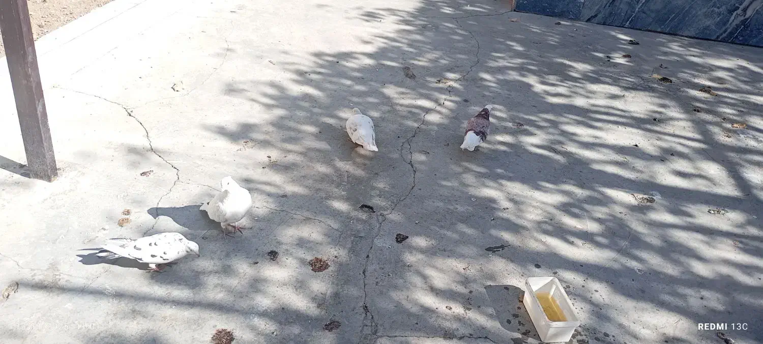 کبوتر خوش خال|پرنده|نورآباد, |دیوار