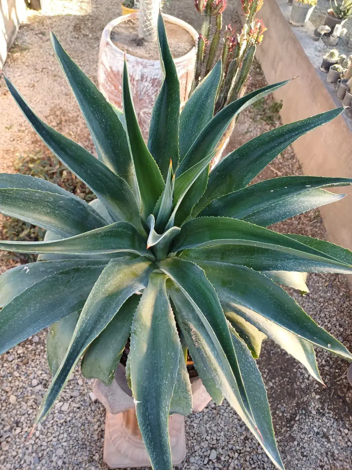 گل آگاو لاله ای سایز بزرگ|گل و گیاه طبیعی|بیستون, |دیوار