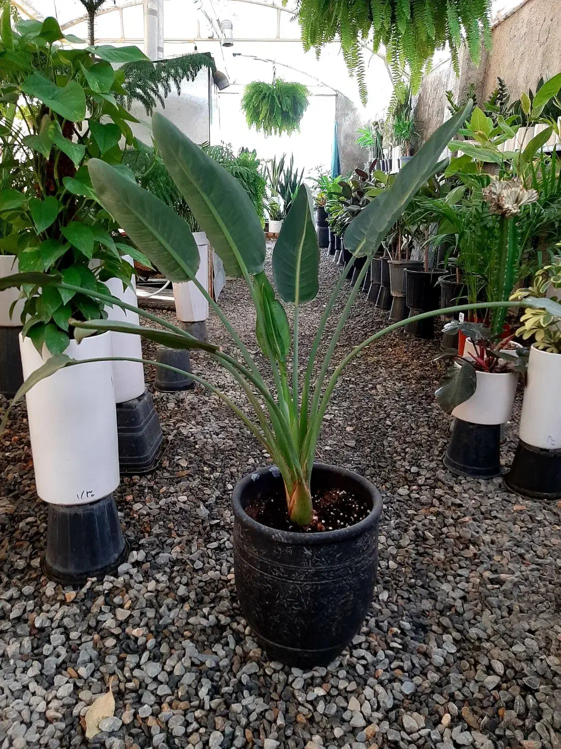 فیکوس ابلق|گل و گیاه طبیعی|گلپایگان, |دیوار