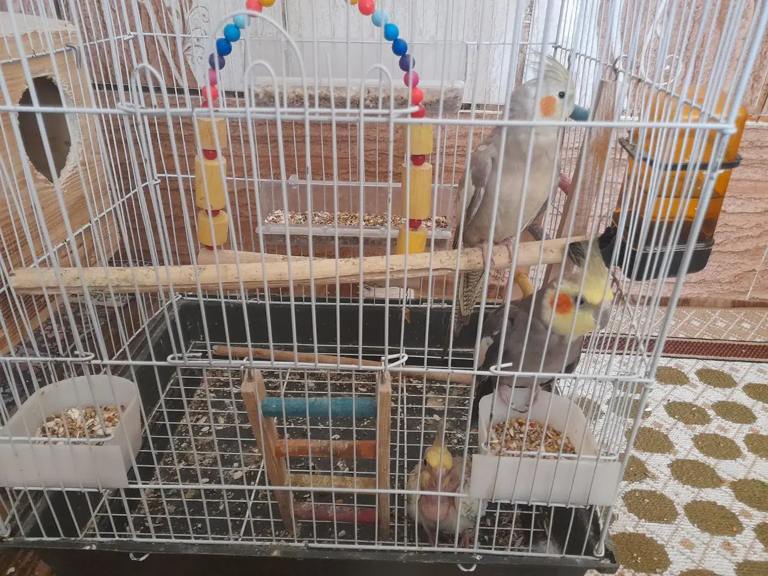 عروس هلندی|پرنده|میناب, |دیوار