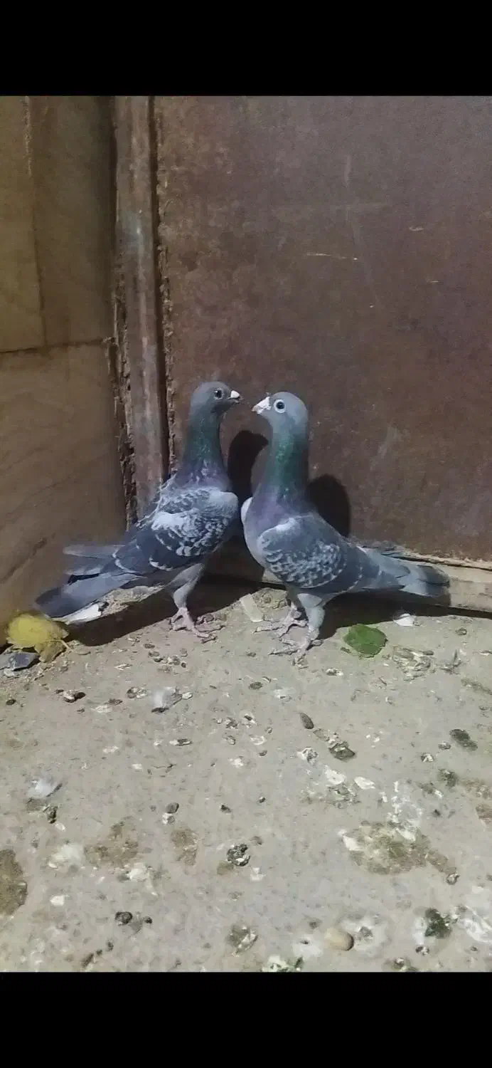 فروشی|پرنده|میان ولایت, |دیوار