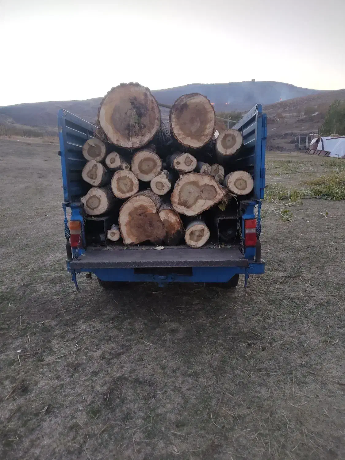 خریدقلمه بید چوب خشک کهنه|خدمات باغبانی و درختکاری|قره ضیاالدین, |دیوار