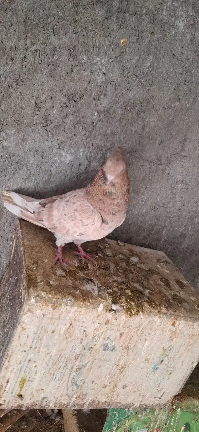 دمسفید. سینه زرد. طوقی|پرنده|مبارکه, |دیوار