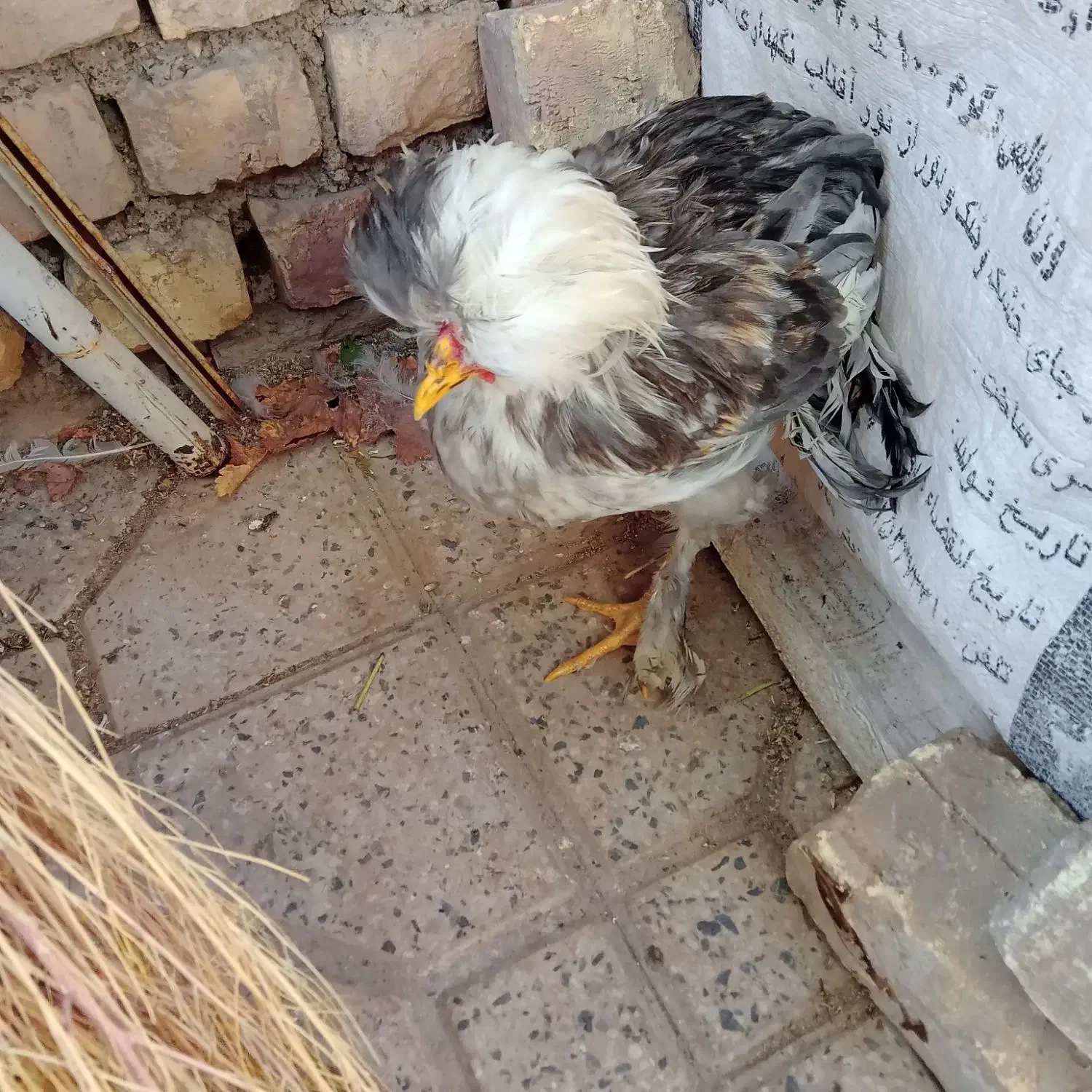 سلطان و ابریشمی|حیوانات مزرعه|فولادشهر, زاینده رود|دیوار