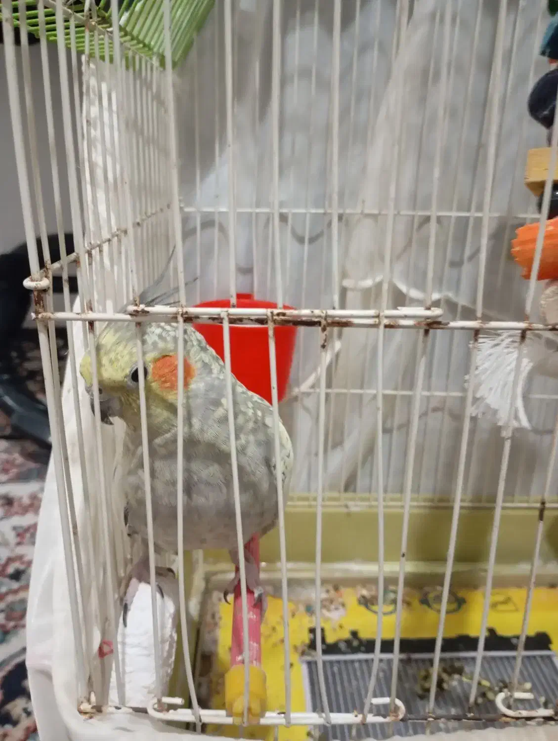 یک عدد عروس ماده ب همراه قفس و تاب|پرنده|محمدشهر, محمدشهر|دیوار