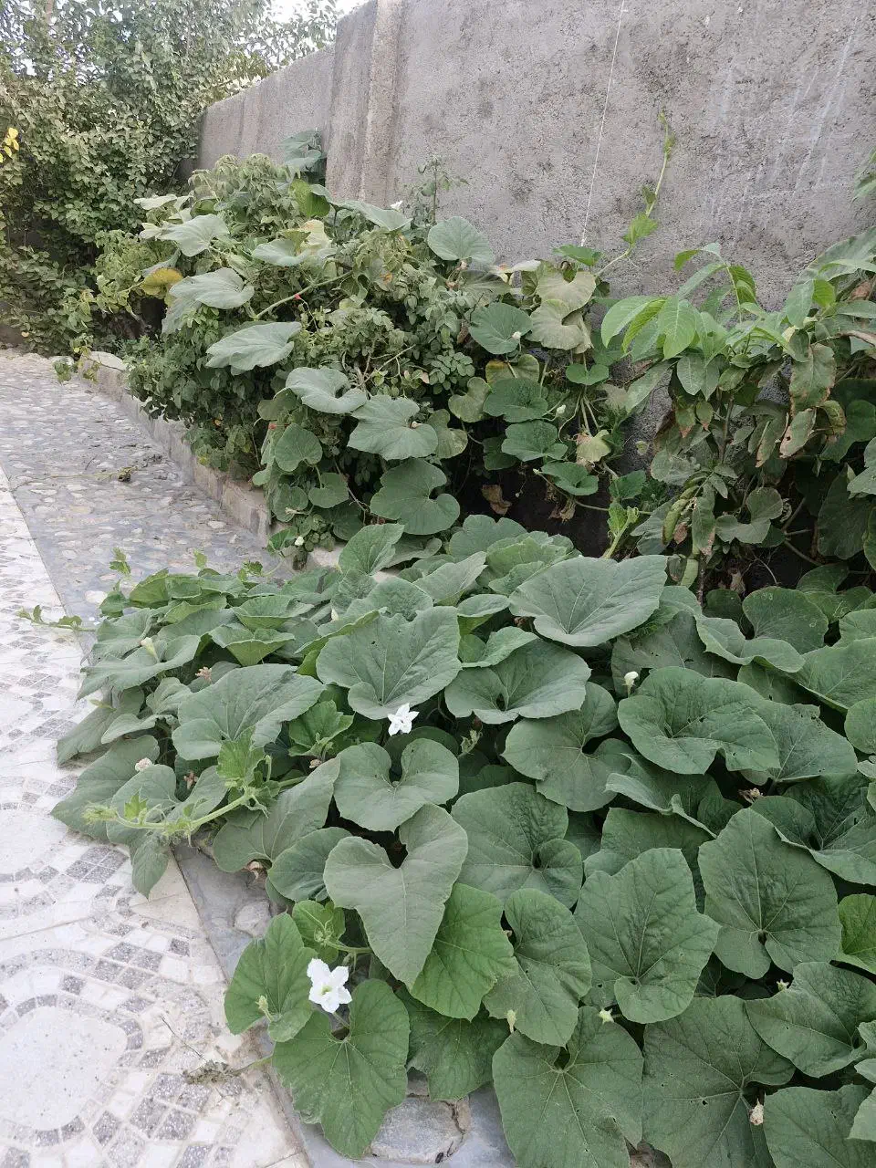 باغ ویلایی دنج|فروش خانه و ویلا|خضر آباد, |دیوار