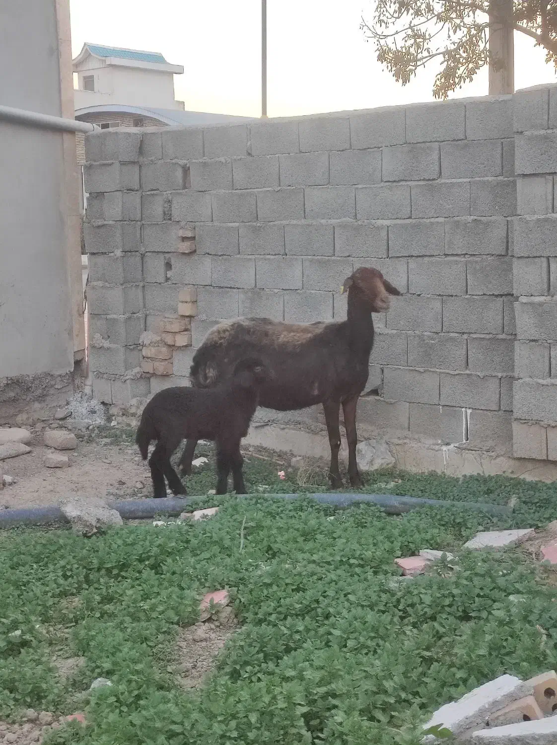 بز چاتمه گوسفند بره دار|حیوانات مزرعه|سیمین شهر, |دیوار