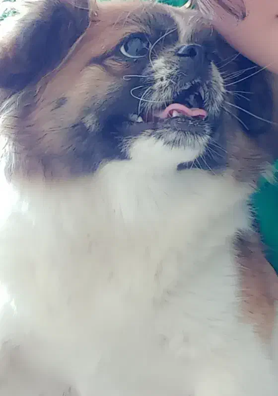 سگ پاکوتاه|سگ|اهر, |دیوار