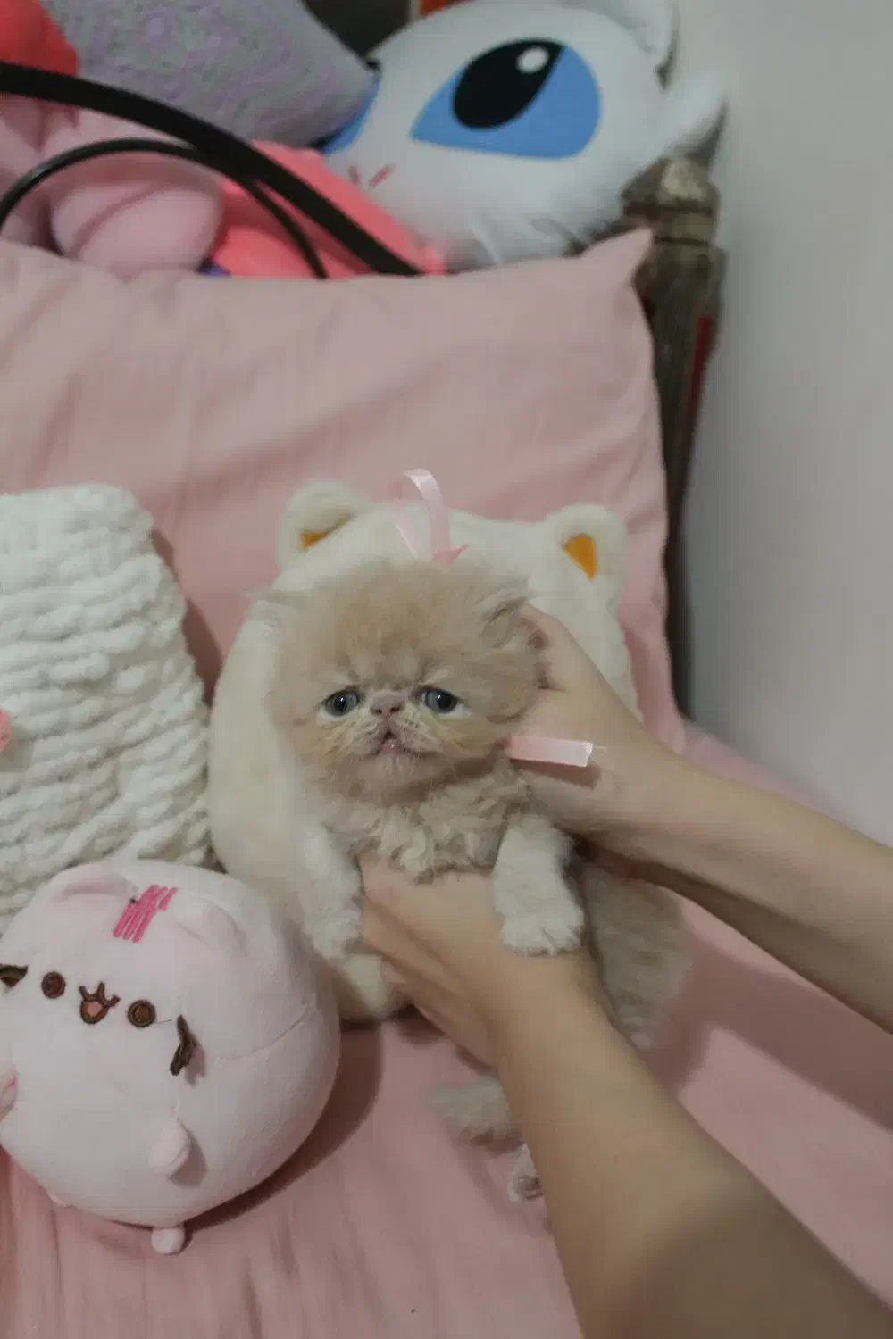 گربه پرشین سوپرفلت اصیل|گربه|رشت, کوی حسینی|دیوار