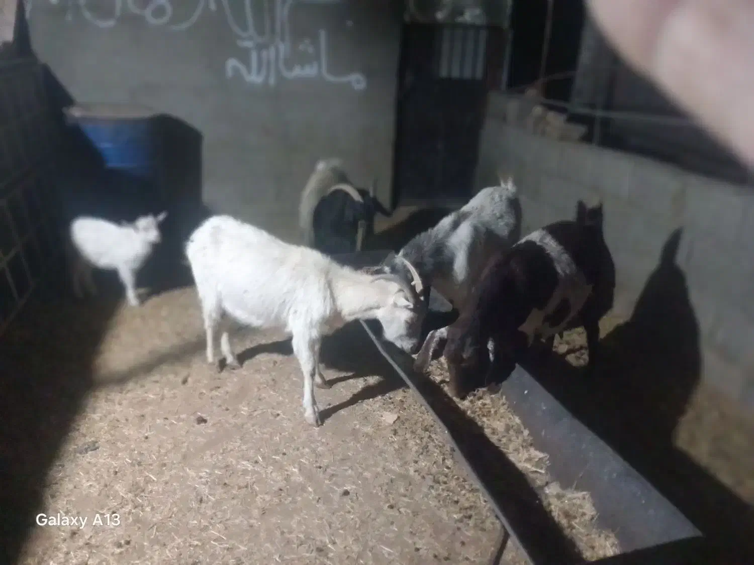 بزسانن‌. ‌بز‌پاکستانی‌.دورگ‌فروشی|حیوانات مزرعه|قائن, |دیوار