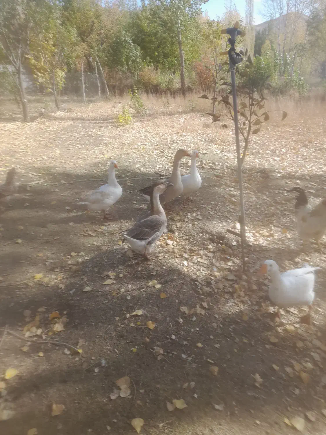 ۱۰ عدد قوغاز تخم گزار|حیوانات مزرعه|خلخال, |دیوار