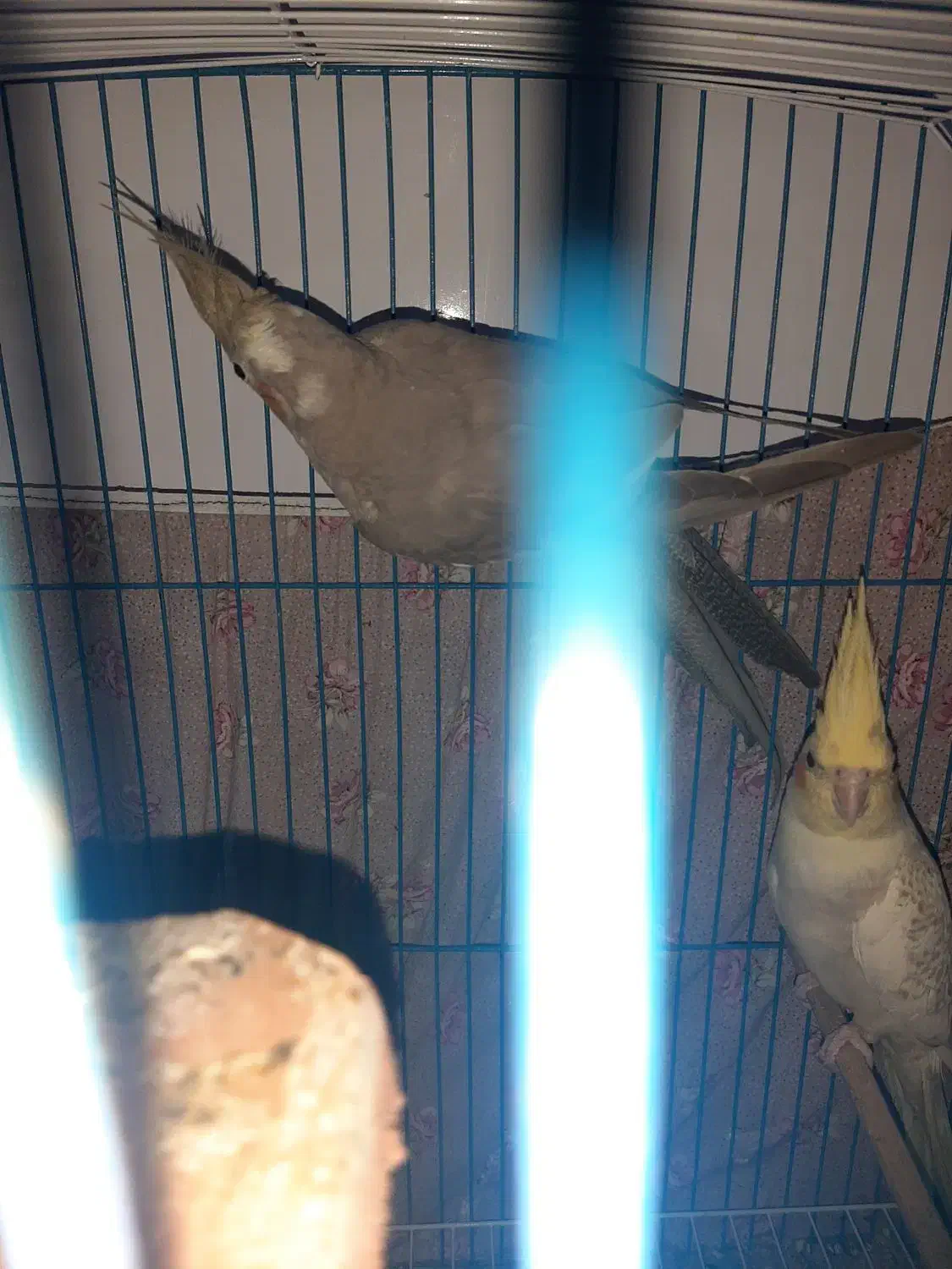 عروس هلندی|پرنده|اهواز, کوی مندلی(سه راه خرمشهر)|دیوار