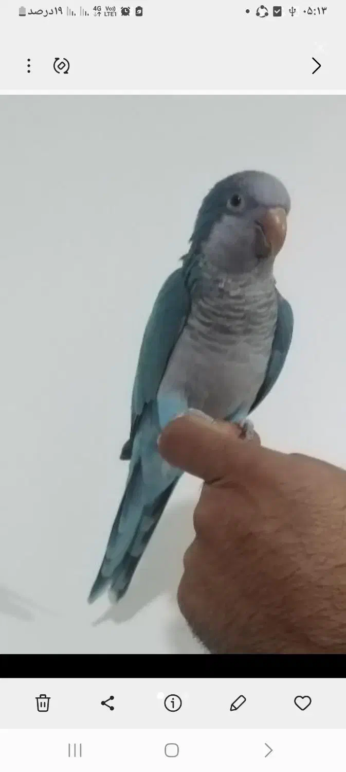 طوطی راعب (بم)|پرنده|بم, |دیوار