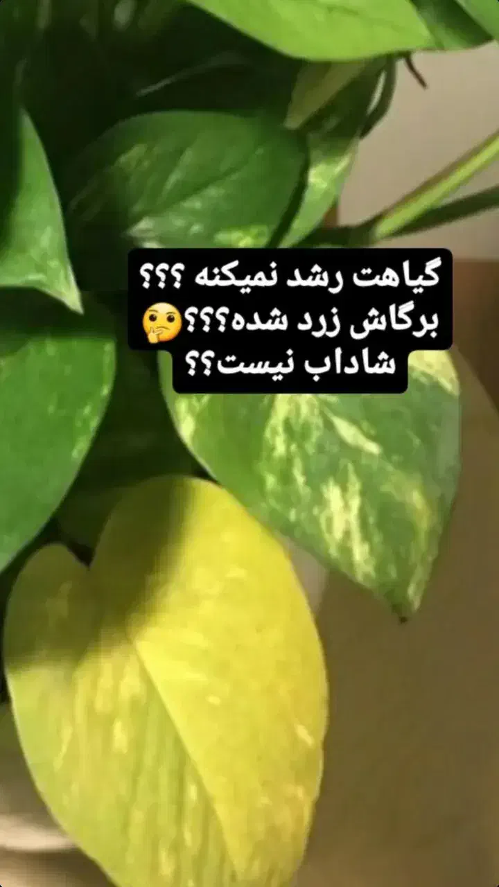 قرص کود گیاهان 120عددی|گل و گیاه طبیعی|رودبار (کرمان), |دیوار