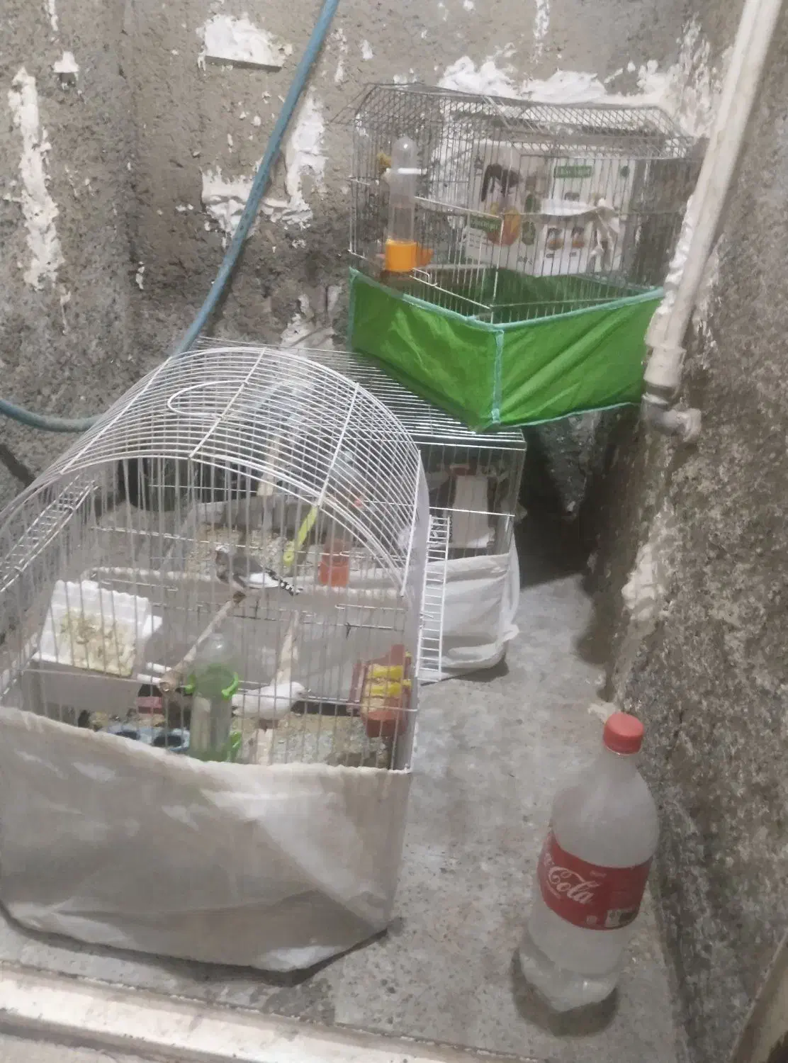 فروشی|پرنده|اسلام‌شهر, شاطره|دیوار