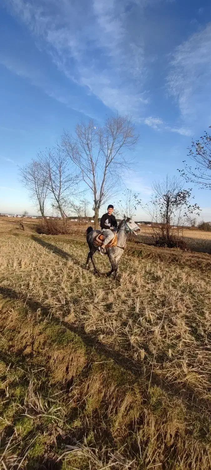 اسی نریان|اسب و تجهیزات اسب‌سواری|رضوانشهر, |دیوار