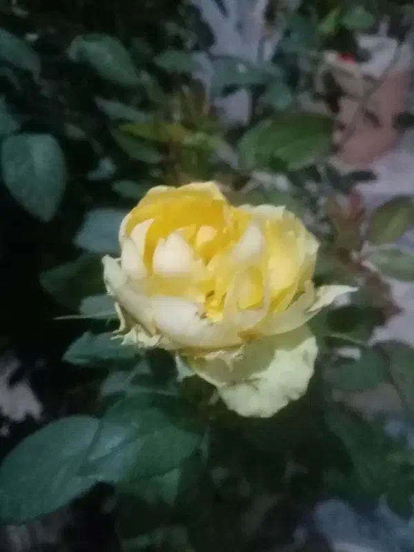 سرطان|فعالیت داوطلبانه تحقیقاتی|شیراز, گود عربان|دیوار