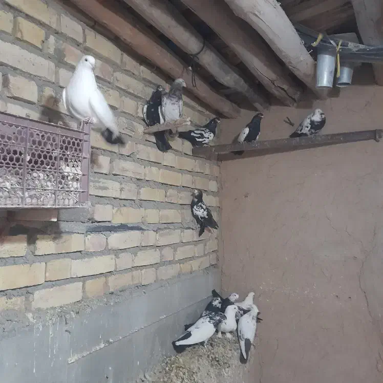 کفتر|پرنده|چنگ الماسی, |دیوار