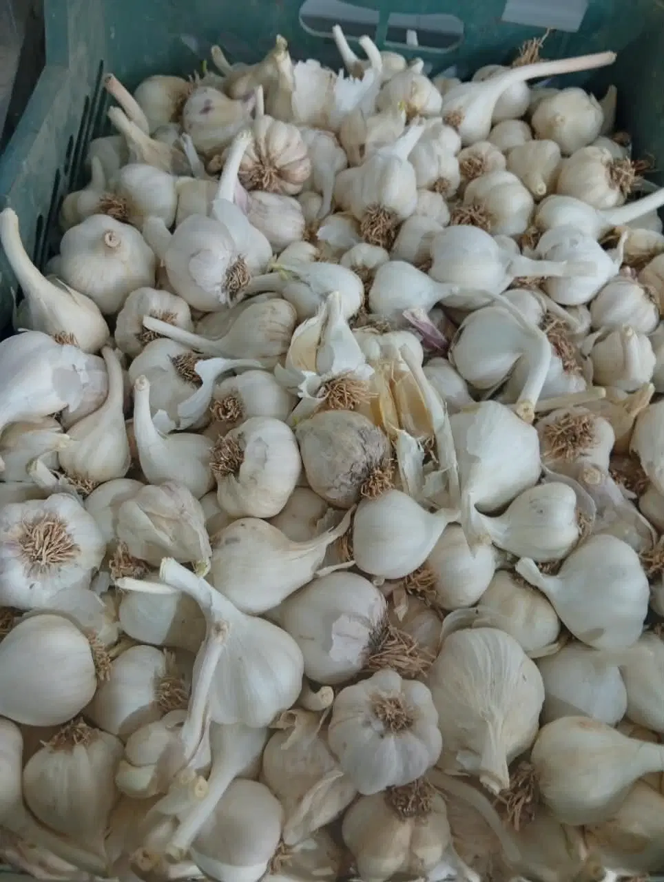 سیر|عمدهفروشی|آباده, |دیوار