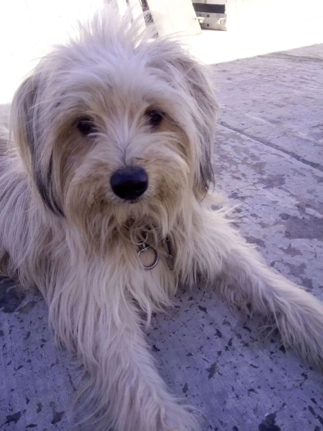 شیتزو ماده|سگ|شهریار, شهرک نماز (دینار آباد)|دیوار