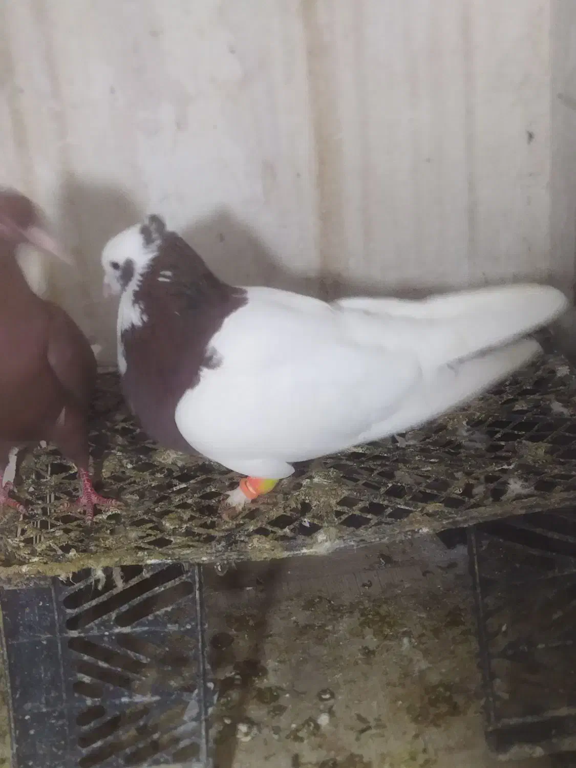 طوقی|حیوانات|فسا, |دیوار