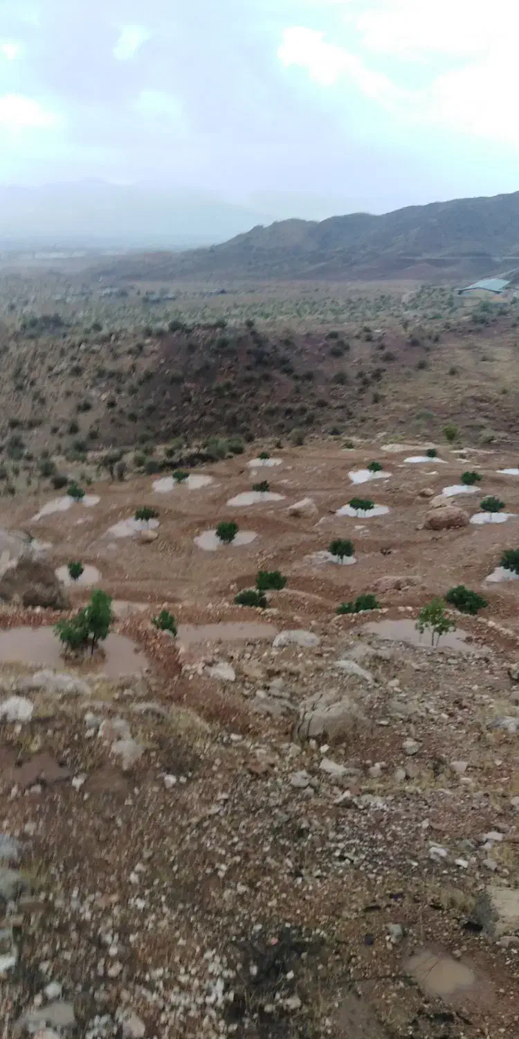 فروش ملک|خدمات باغبانی و درختکاری|نی‌ریز, |دیوار