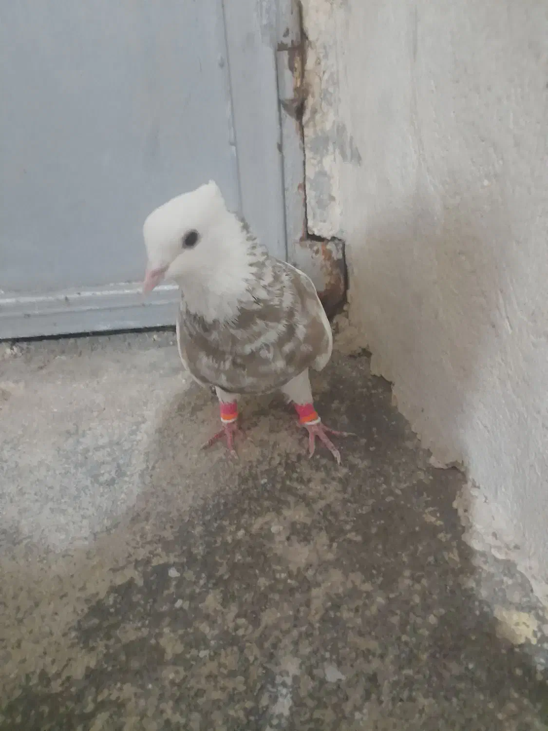 فروش 1نر اجری|پرنده|لامرد, |دیوار