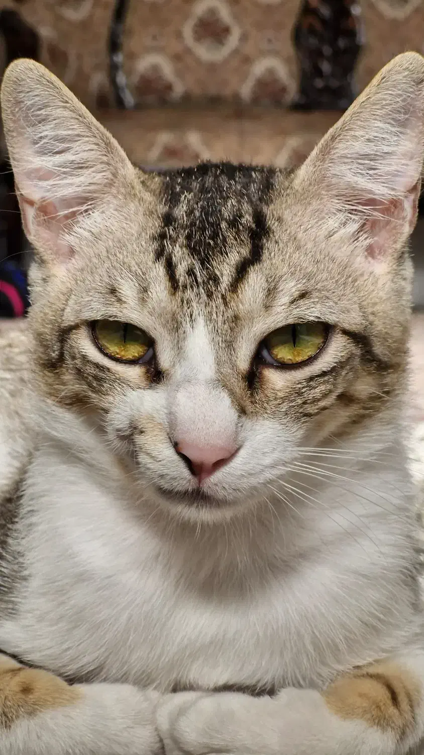 گربه گمشده|حیوانات|بوشهر, |دیوار