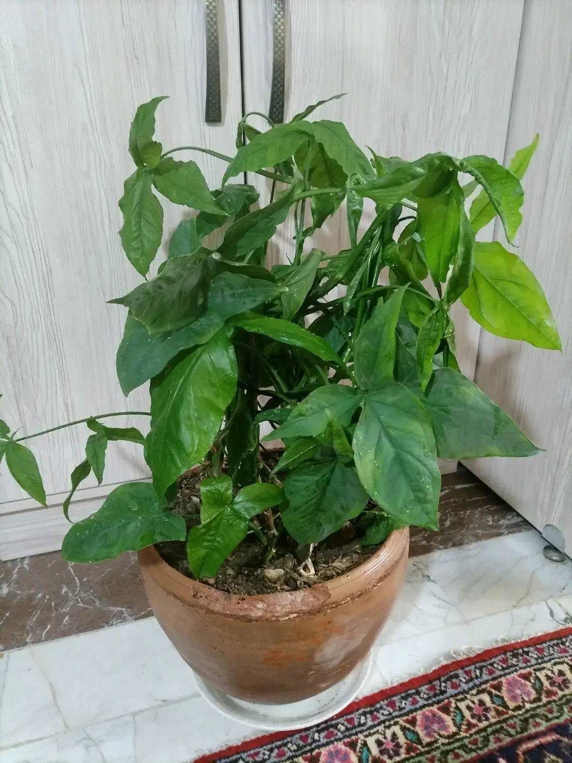 گل سینگونیوم|گل و گیاه طبیعی|تهران, شهرک پرواز|دیوار