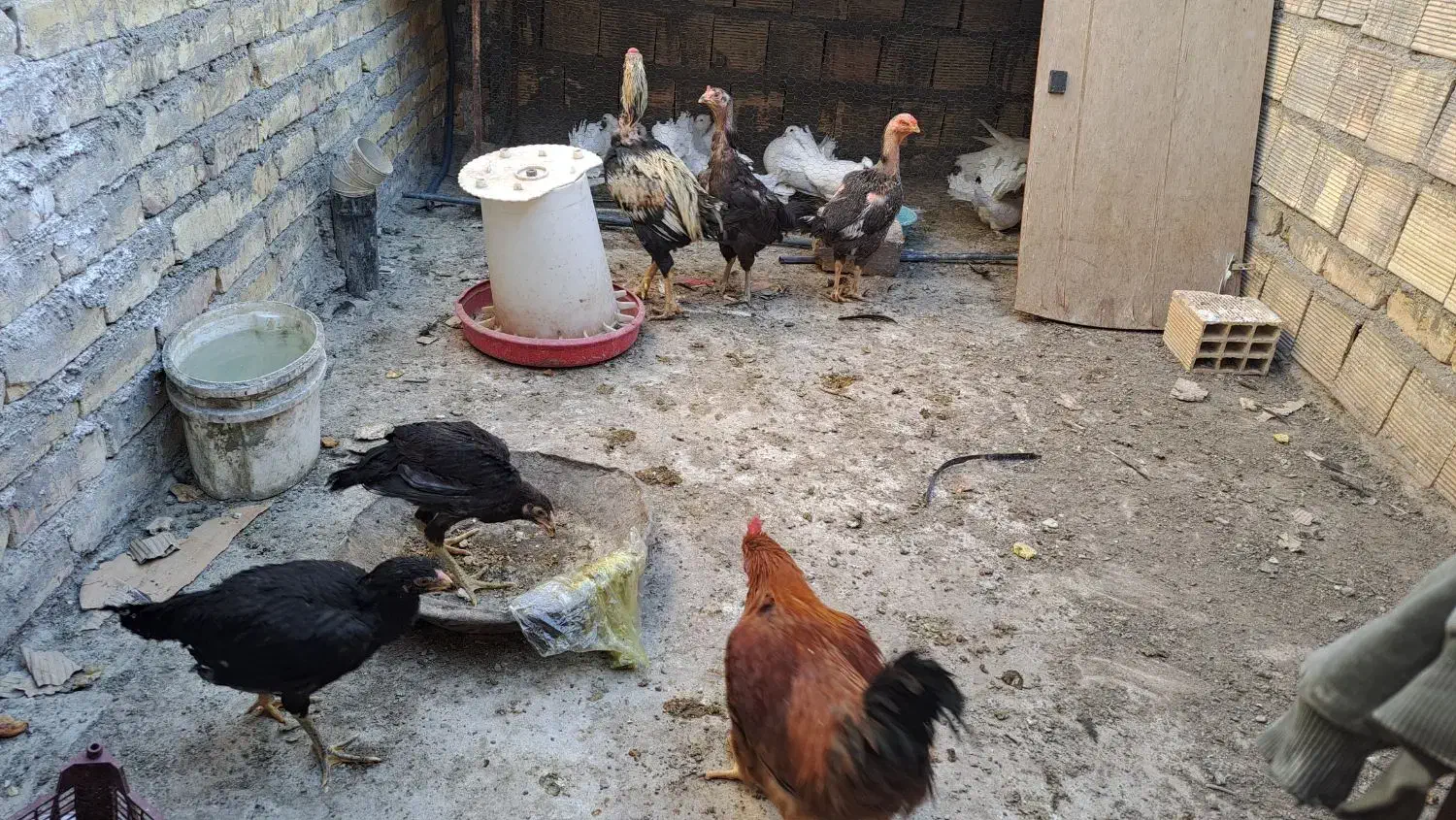 مرغ و خروس لاری|حیوانات مزرعه|قم, شهرک مهدیه (مدرس)|دیوار