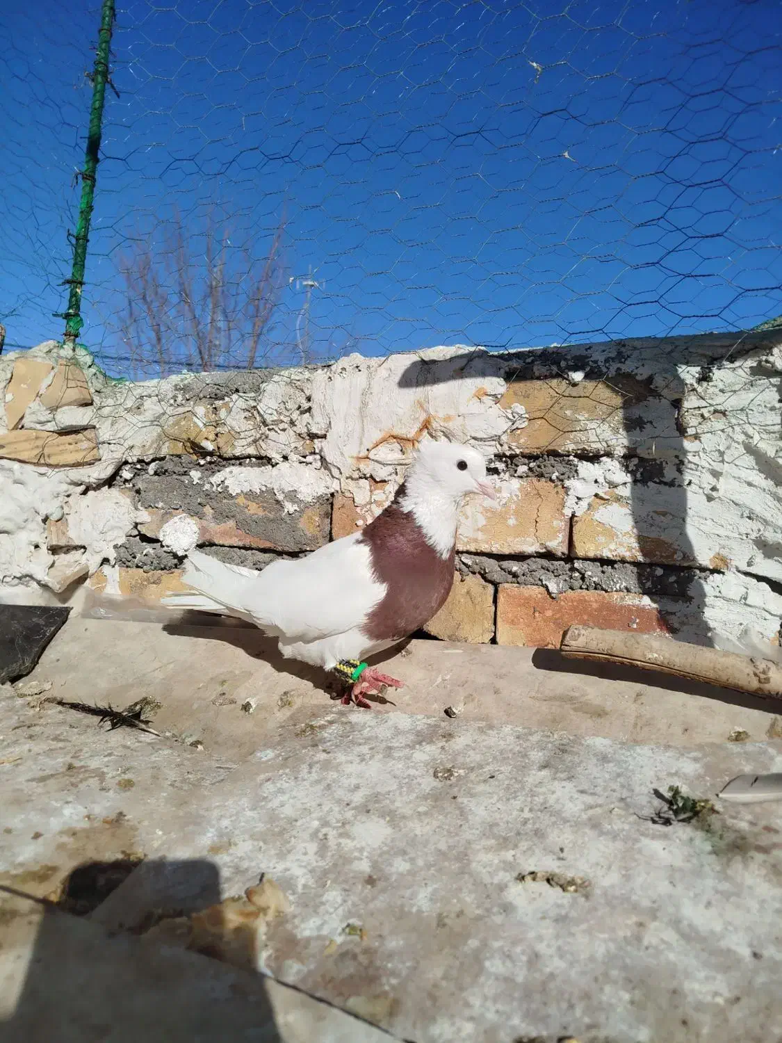 طوقی سرخ|پرنده|بوئین زهرا, |دیوار