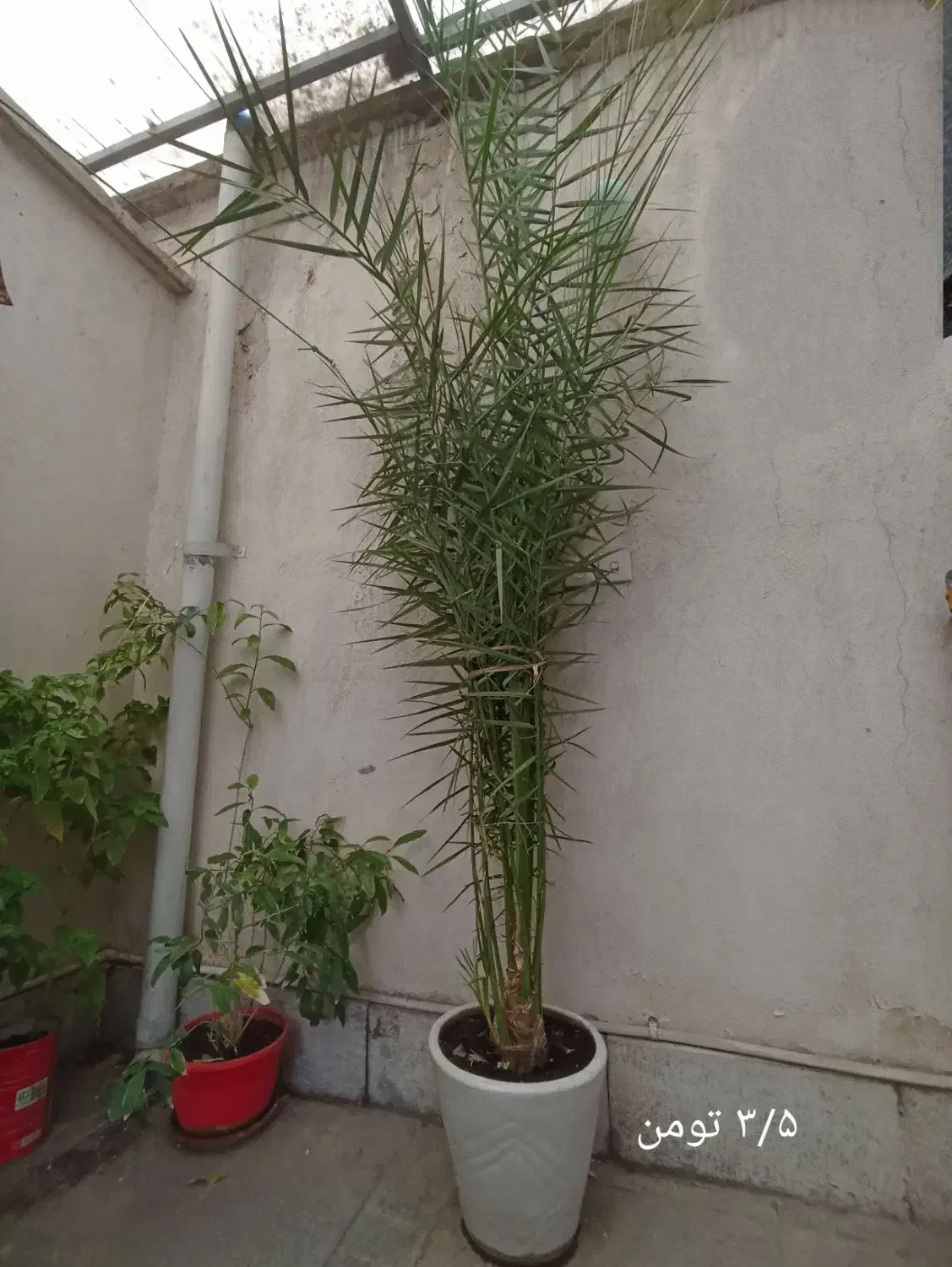 درخت نخل زینتی|گل و گیاه طبیعی|تهران, سلسبیل شمالی|دیوار