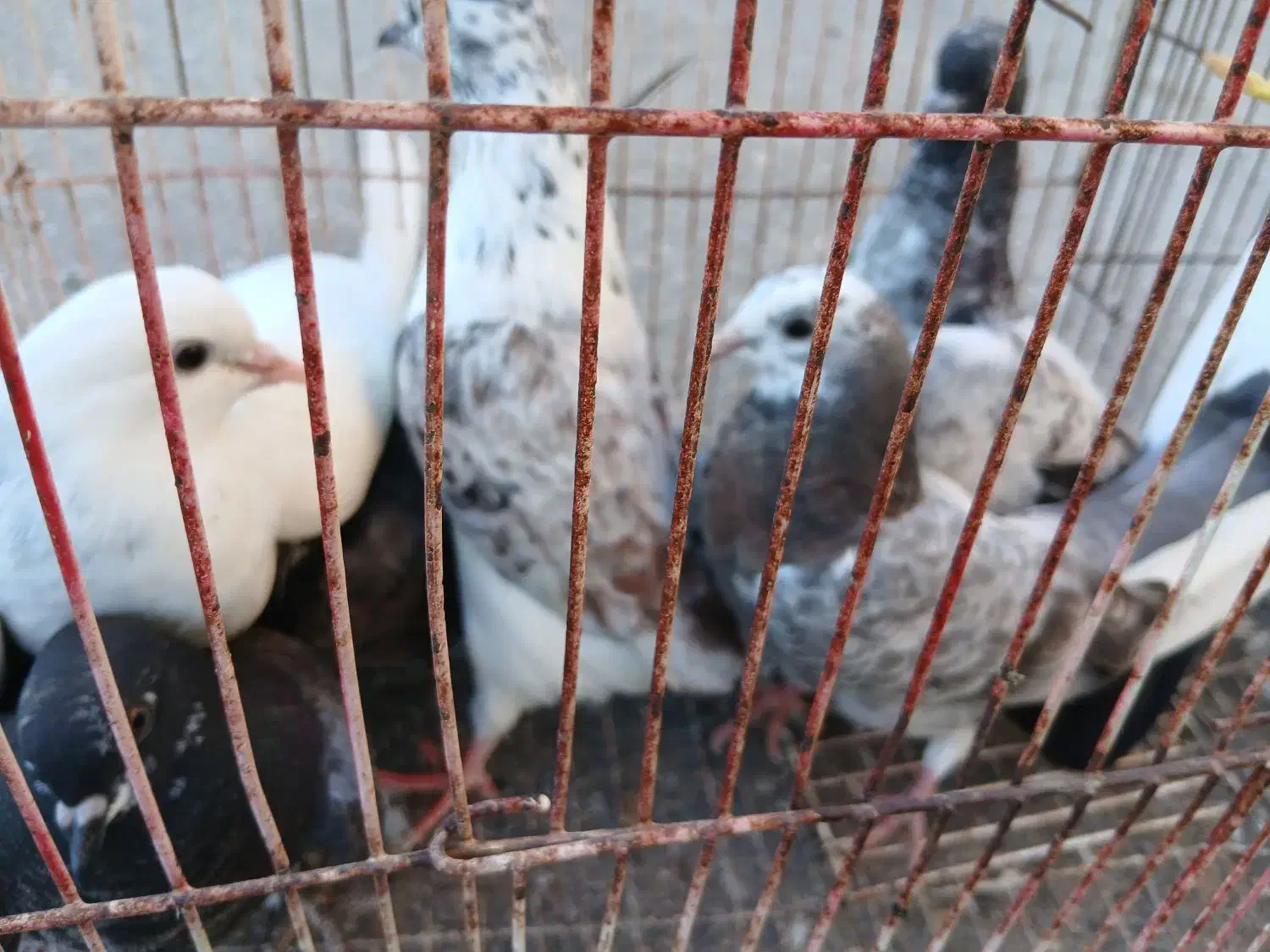 کبوتر پرشی قیمت عالی مرغ عشق|پرنده|نکا, |دیوار