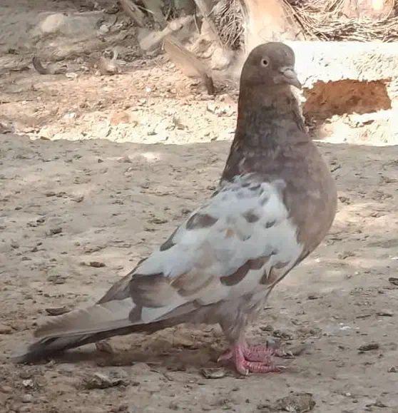 کبوتر|پرنده|شبانکاره, |دیوار