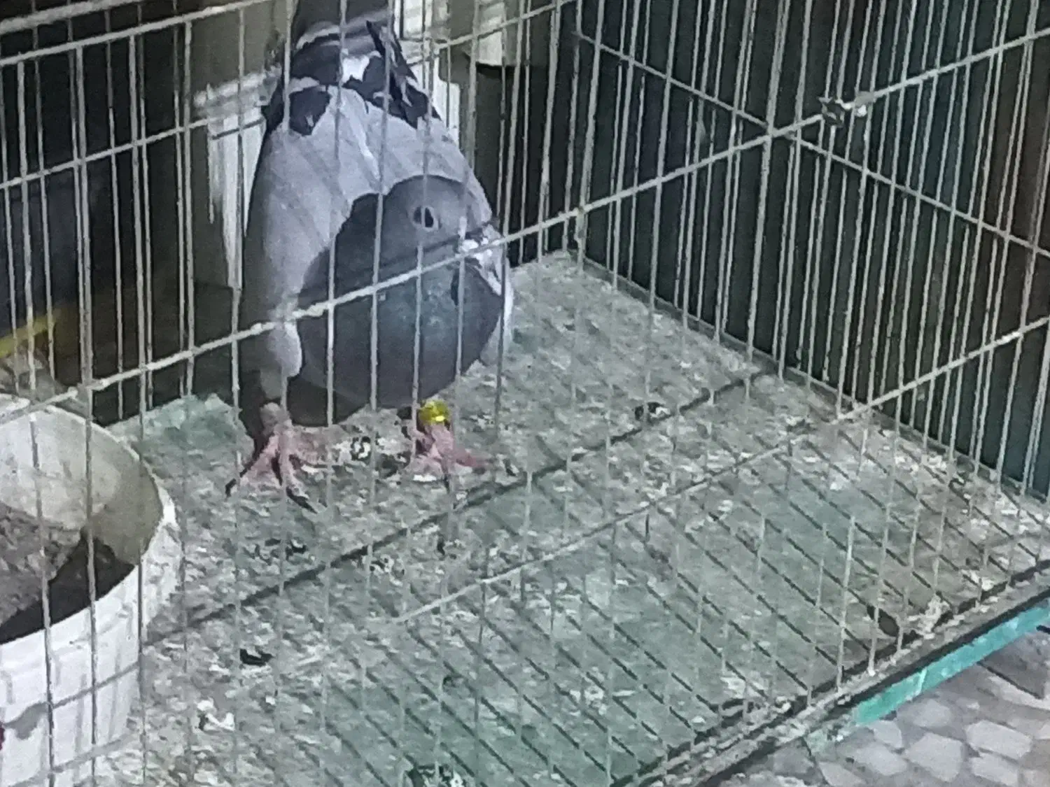 معاوضه با ماده پلاکی یا پلاس|پرنده|قم, وادی السلام|دیوار