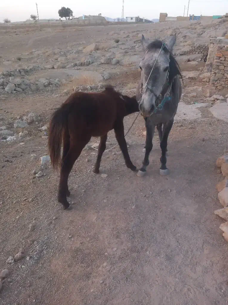 یک مادیون سه سال و یک گرده نریون هشت ماه|اسب و تجهیزات اسب‌سواری|کوهمره, |دیوار