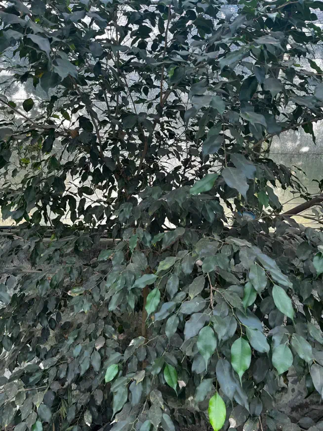 بنجامین بلک|گل و گیاه طبیعی|آمل, |دیوار