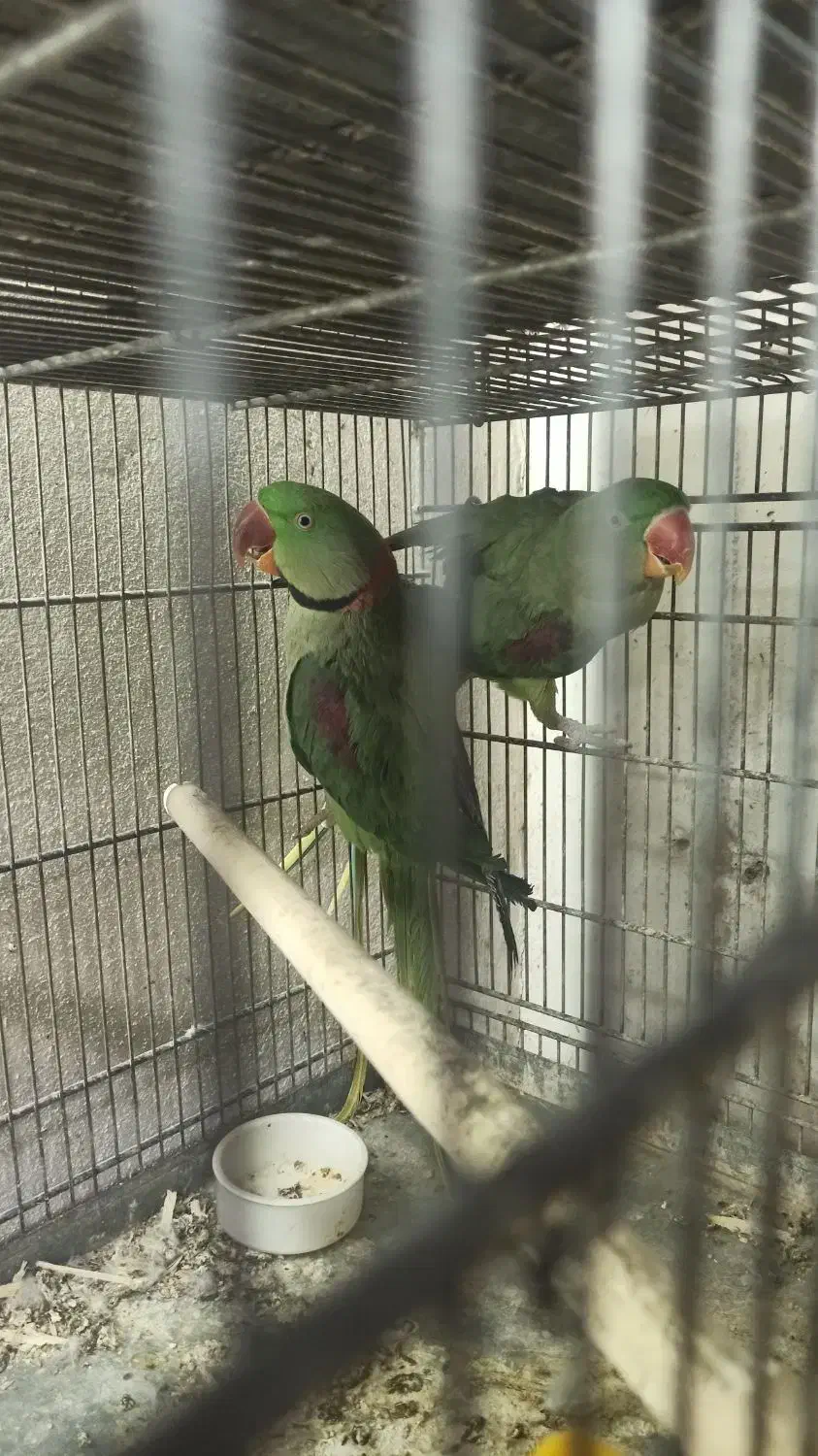 شاه طوطی اسکندر|پرنده|قم, باجک یک|دیوار