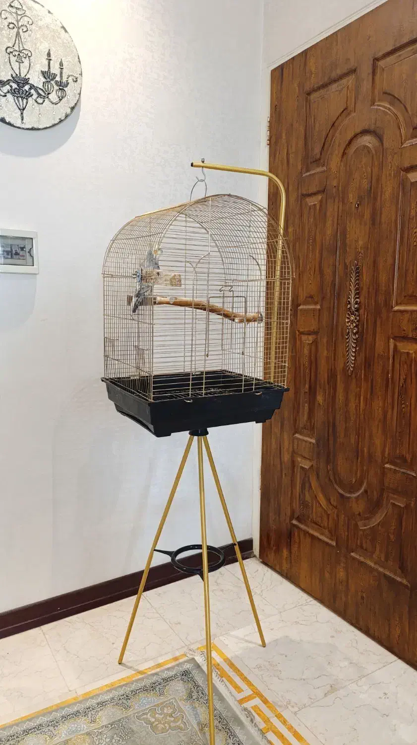 عروس هلندی|پرنده|تهران, خانی آباد نو شمالی|دیوار