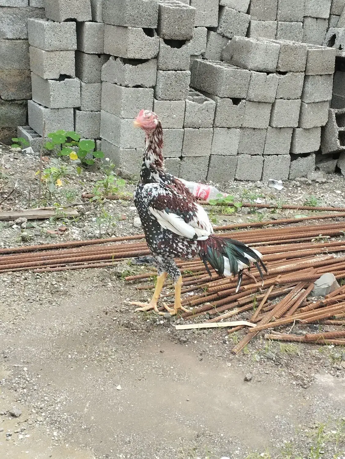 خروس لاری تاج و تخت|حیوانات مزرعه|آستارا, |دیوار