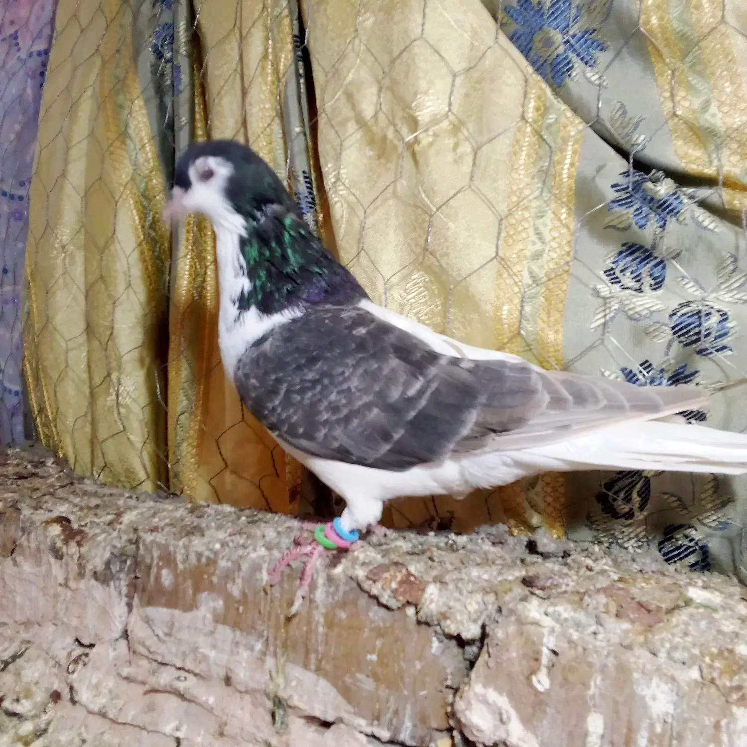 کفتر ساده|پرنده|نیشابور, سرآب کوشک|دیوار