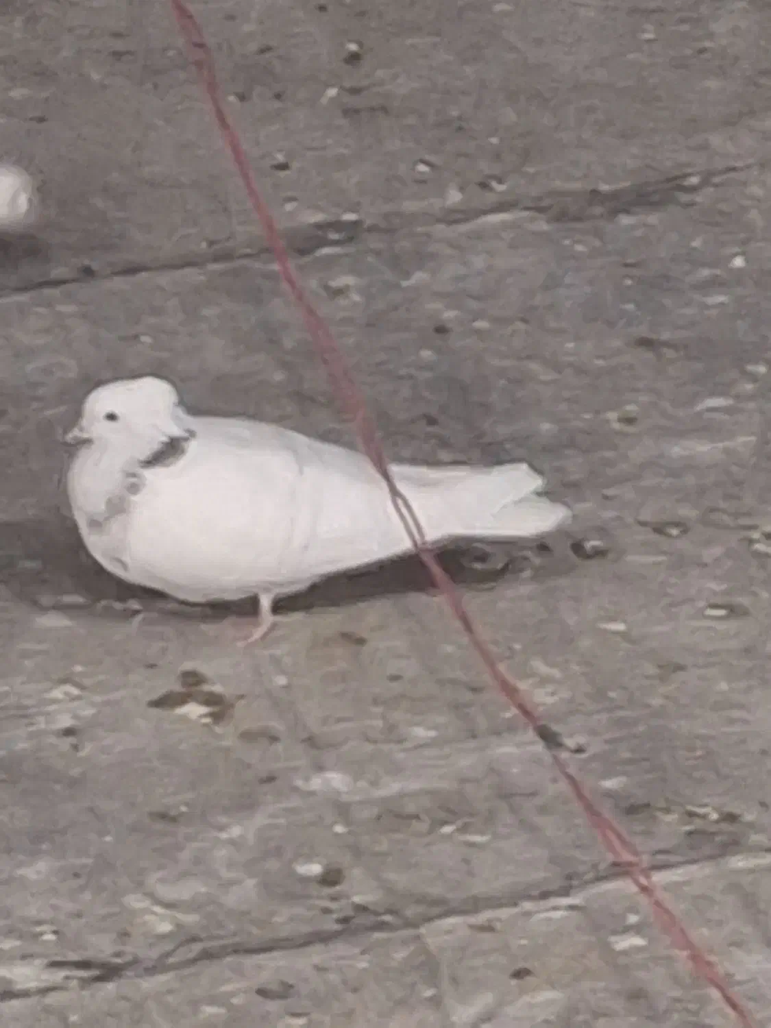 سه تا کفتر درجه یک|پرنده|نورآباد, |دیوار