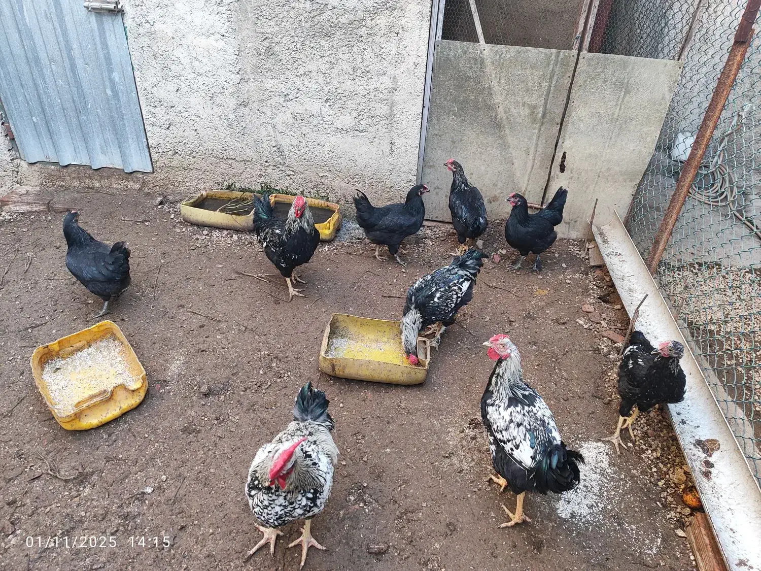 مرغ و خروس محلی اصیل کرچ شو|حیوانات مزرعه|نکا, |دیوار