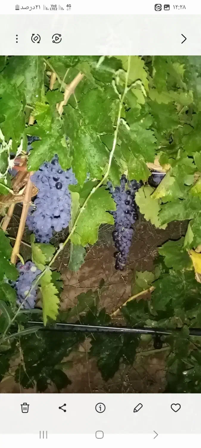 کشمش مویز بیدانه|خوردنی و آشامیدنی|تاکستان, |دیوار