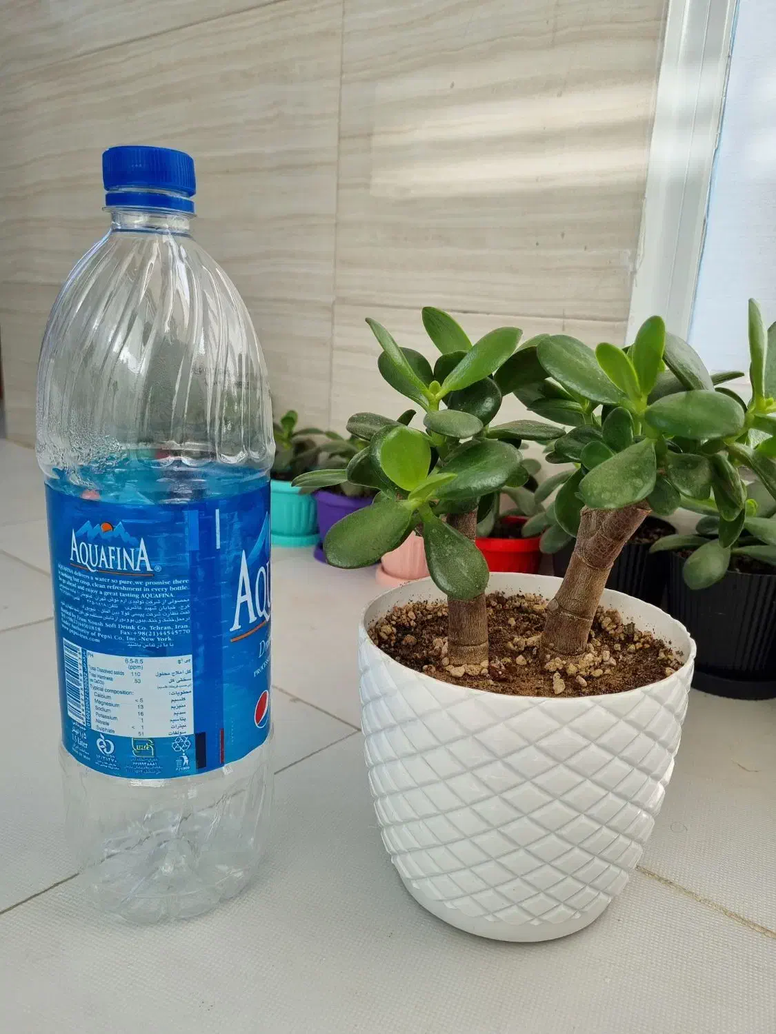 کراسولا یشم|گل و گیاه طبیعی|تبریز, |دیوار