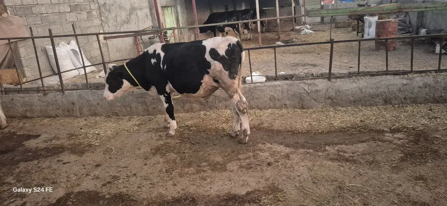 گوساله نر|حیوانات مزرعه|قشلاق دشت, |دیوار